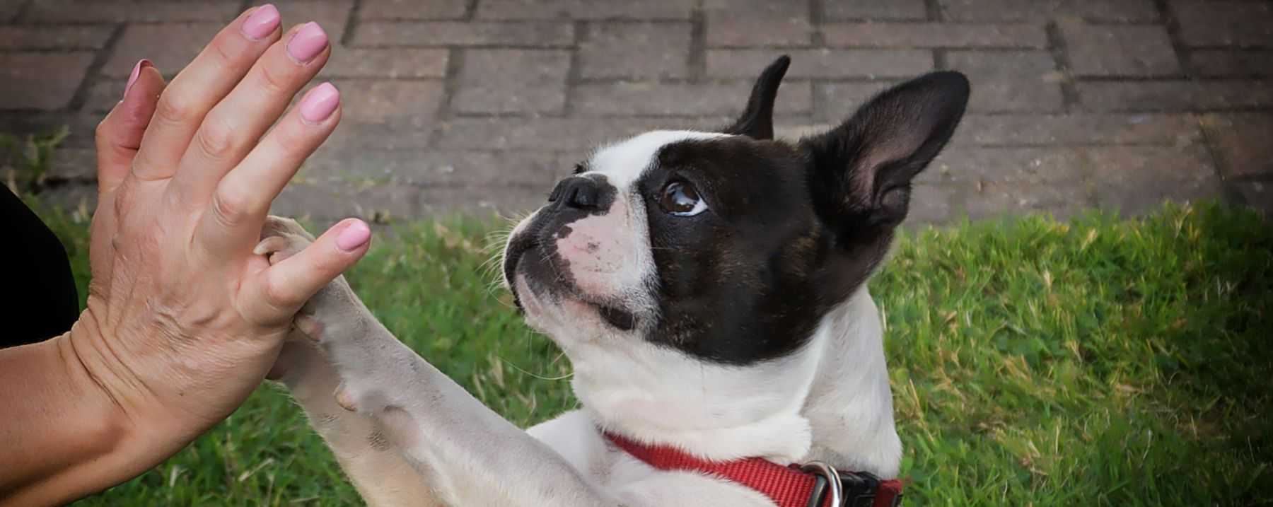 “Meticolosamente addestrato l’uomo può diventare il miglior amico del cane.”