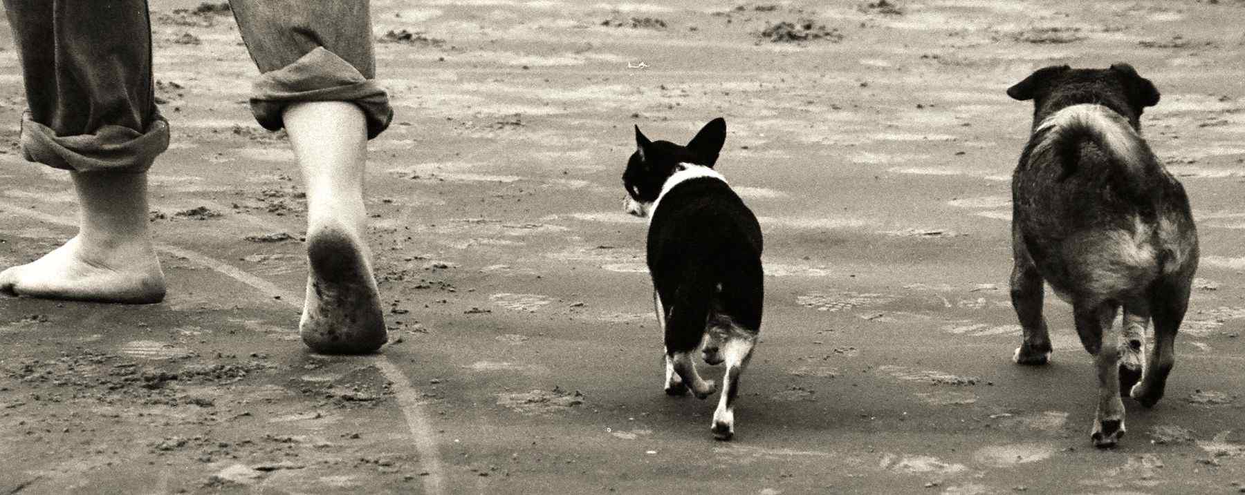 “... la vita che procede, e l'antica amicizia, la felicità d'essere cane e d'essere uomo trasformata in un solo animale che cammina muovendo sei zampe e una coda con rugiada.”