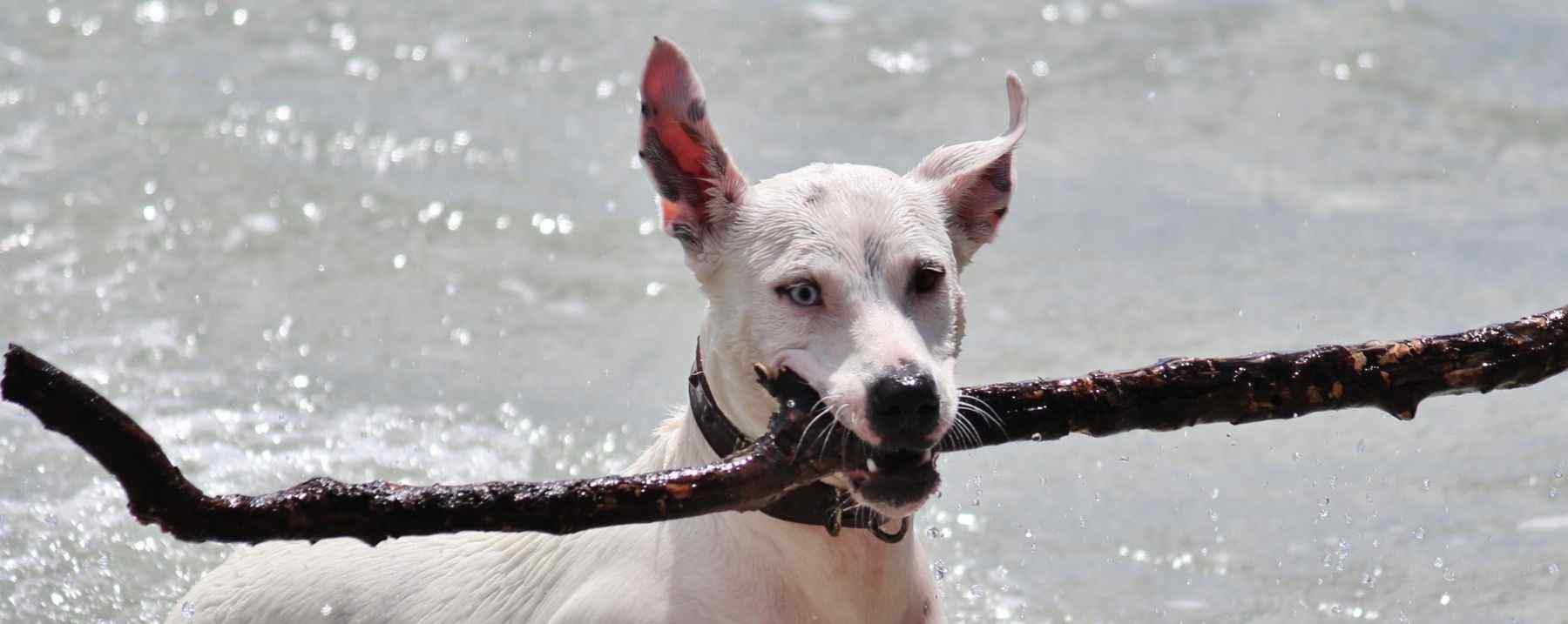 “Lasciate entrare il cane coperto di fango, si può lavare il cane e si può lavare il fango.. Ma quelli che non amano nè il cane nè il fango.. quelli no, non si possono lavare.”