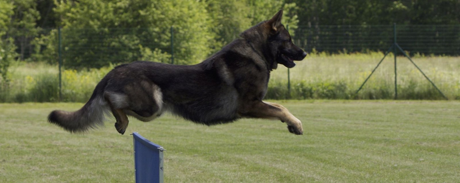 Dog Police Game