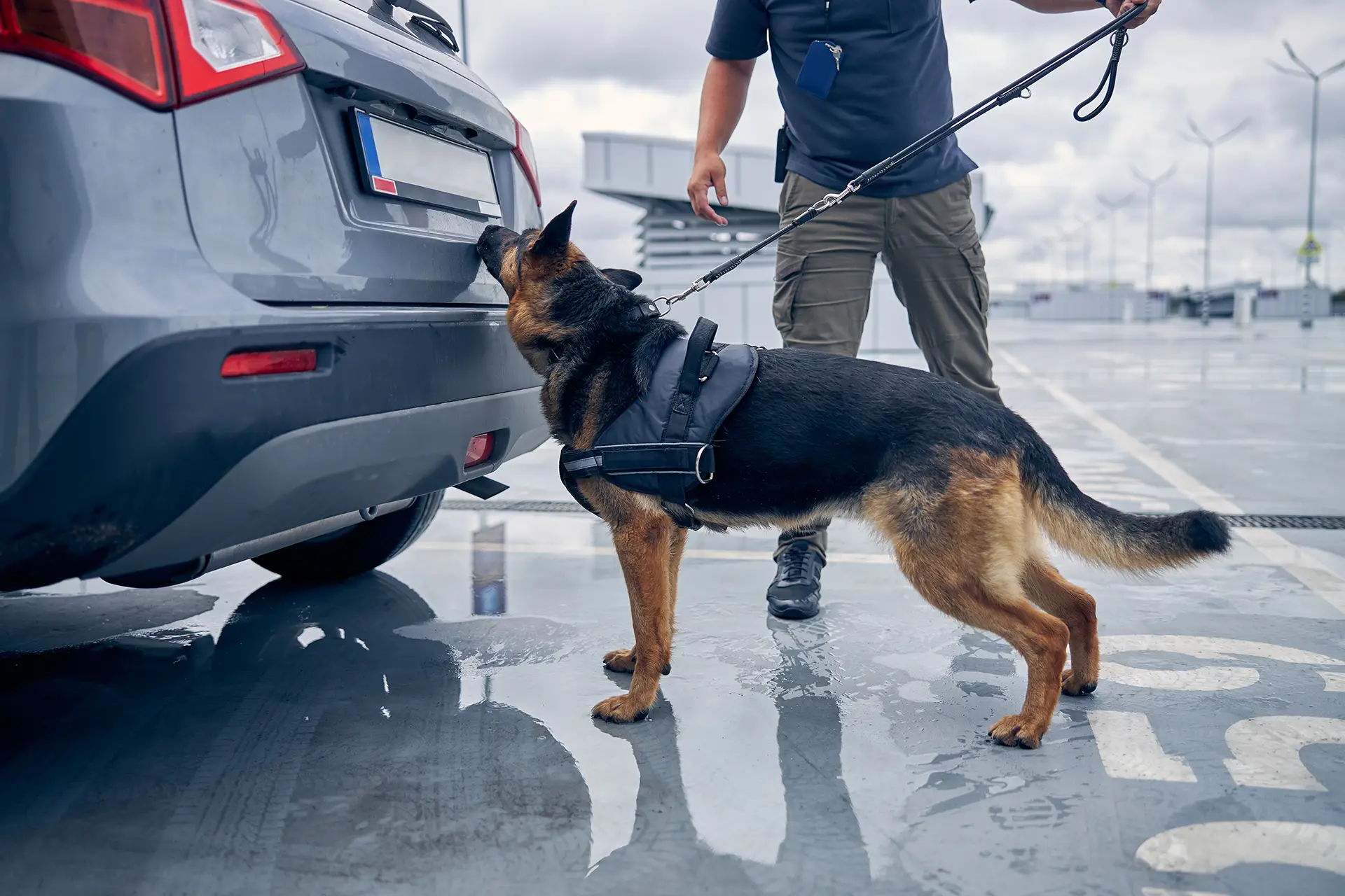 Lo sport del fiuto: il cane lavora con quello che sa fare meglio.